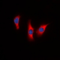 DUSP9 Rabbit Polyclonal Antibody