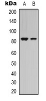 STAT4 Rabbit Polyclonal Antibody