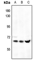 AMPK alpha 1 Rabbit Polyclonal Antibody