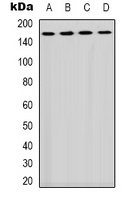 PLC gamma 1 Rabbit Polyclonal Antibody
