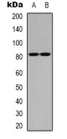 CBP80 Antibody