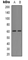 Neuroglycan C Antibody