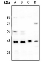 p38 Antibody