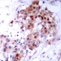 p38 Antibody