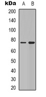 Synapsin 1 Rabbit Polyclonal Antibody