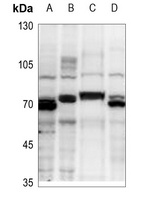 TRAF6 Antibody