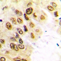 Histone H3 (Phospho-T3) Antibody