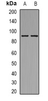 MSK1 (Phospho-S212) Rabbit Polyclonal Antibody