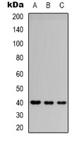CD32b Rabbit Polyclonal Antibody