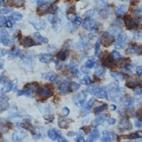 CD32b Rabbit Polyclonal Antibody
