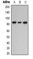 PKC epsilon Rabbit Polyclonal Antibody