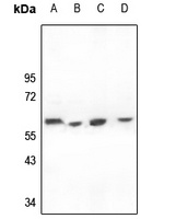 CD226 Rabbit Polyclonal Antibody