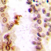 c-Jun Rabbit Polyclonal Antibody