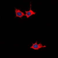 GRB10 Rabbit Polyclonal Antibody