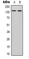 DNA Ligase 4 Rabbit Polyclonal Antibody