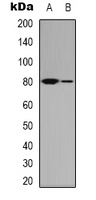 MRE11 Rabbit Polyclonal Antibody
