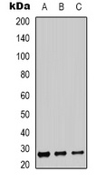 BSX Rabbit Polyclonal Antibody