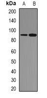 STAT1 Antibody