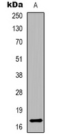 Histone H3 Antibody
