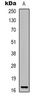 Histone H3 (DiMethyl-K27) Antibody