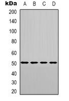 LXR alpha Rabbit Polyclonal Antibody