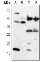 VEGFA Antibody