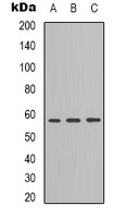 ANGPTL1/2 Rabbit Polyclonal Antibody