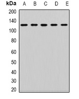 CD133 Antibody