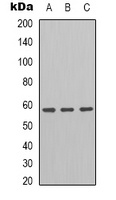 GRP58 Rabbit Polyclonal Antibody