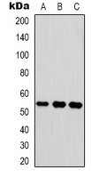 Vitronectin Rabbit Polyclonal Antibody