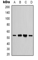 IFNGR1 Antibody