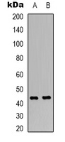 CD170 Antibody