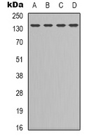 CD295 Rabbit Polyclonal Antibody