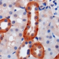 CD235a Rabbit Polyclonal Antibody