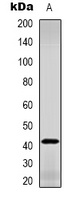 GDF3 Antibody