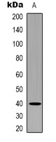 TGF beta 4 Antibody