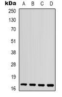 IL-1F10 Antibody