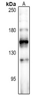 FOG2 Rabbit Polyclonal Antibody