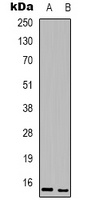 BATF3 Antibody