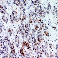 BATF3 Antibody