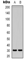 Adiponectin Rabbit Polyclonal Antibody