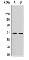 RBFOX3 Antibody