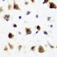 RBFOX3 Antibody