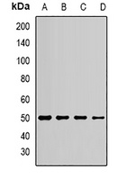 EEF1A1 Rabbit Polyclonal Antibody