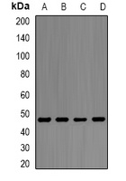 Alpha-enolase Rabbit Polyclonal Antibody