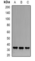 Emerin Rabbit Polyclonal Antibody