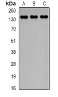 CTCF Rabbit Polyclonal Antibody