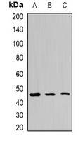 EGLN1 Rabbit Polyclonal Antibody