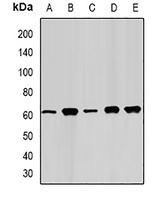 FAAH Rabbit Polyclonal Antibody