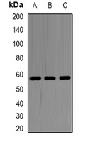 SHMT2 Rabbit Polyclonal Antibody